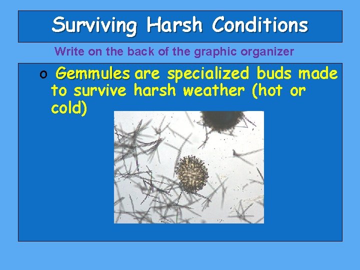 Surviving Harsh Conditions Write on the back of the graphic organizer o Gemmules are