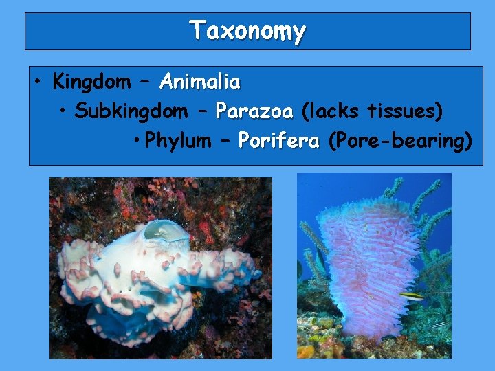 Taxonomy • Kingdom – Animalia • Subkingdom – Parazoa (lacks tissues) • Phylum –