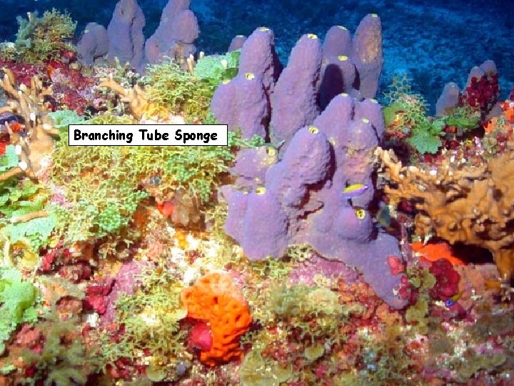 Branching Tube Sponge 