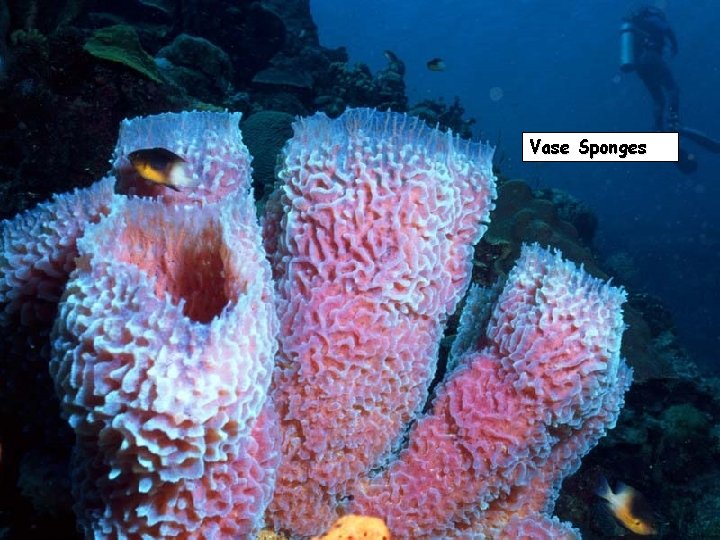 Vase Sponges 