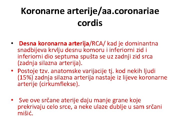 Koronarne arterije/aa. coronariae cordis • Desna koronarna arterija/RCA/ kad je dominantna snadbijeva krvlju desnu