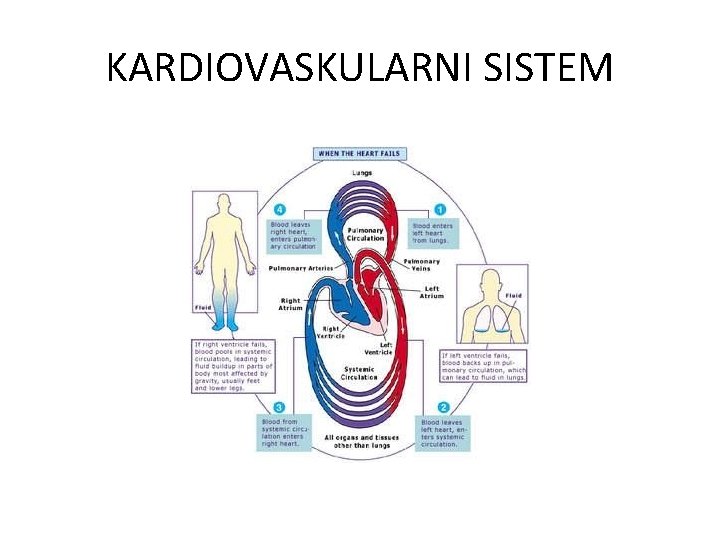 KARDIOVASKULARNI SISTEM 