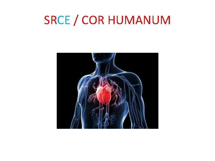 SRCE / COR HUMANUM 