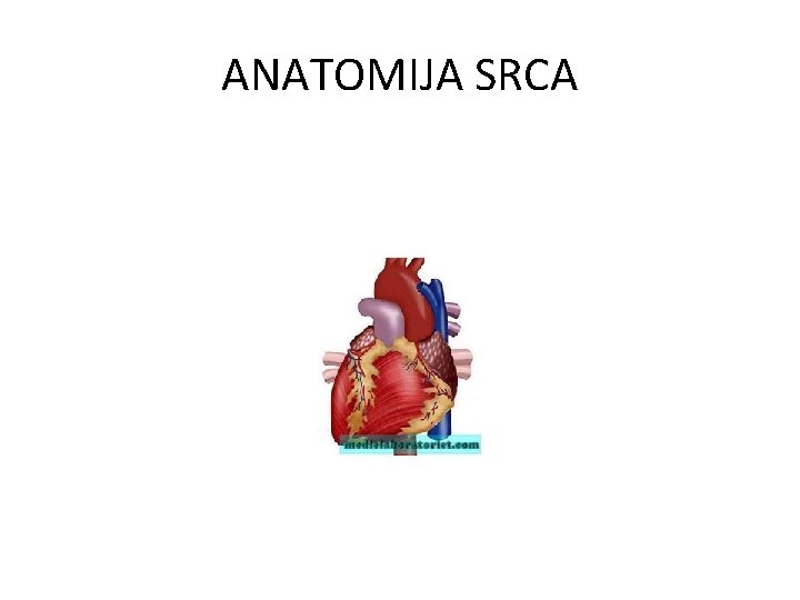 ANATOMIJA SRCA 