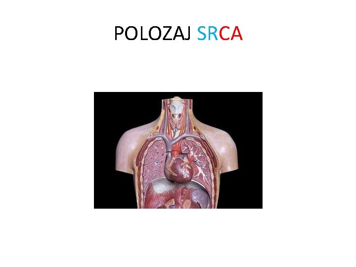 POLOZAJ SRCA 