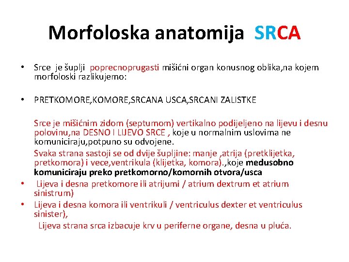 Morfoloska anatomija SRCA • Srce je šuplji poprecnoprugasti mišićni organ konusnog oblika, na kojem