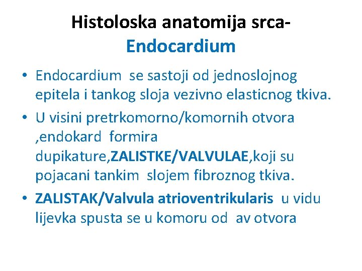 Histoloska anatomija srca. Endocardium • Endocardium se sastoji od jednoslojnog epitela i tankog sloja