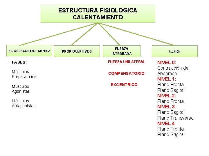 ESTRUCTURA FISIOLOGICA CALENTAMIENTO BALANCE-CONTROL MOTRIZ PROPIOCEPTIVOS FUERZA INTEGRADA FASES: FUERZA UNILATERAL Músculos Preparatorios COMPENSATORIO