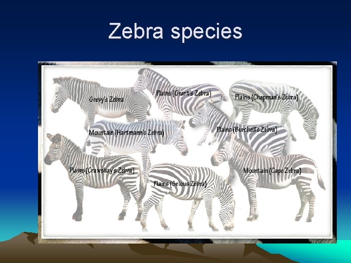 Zebra species 