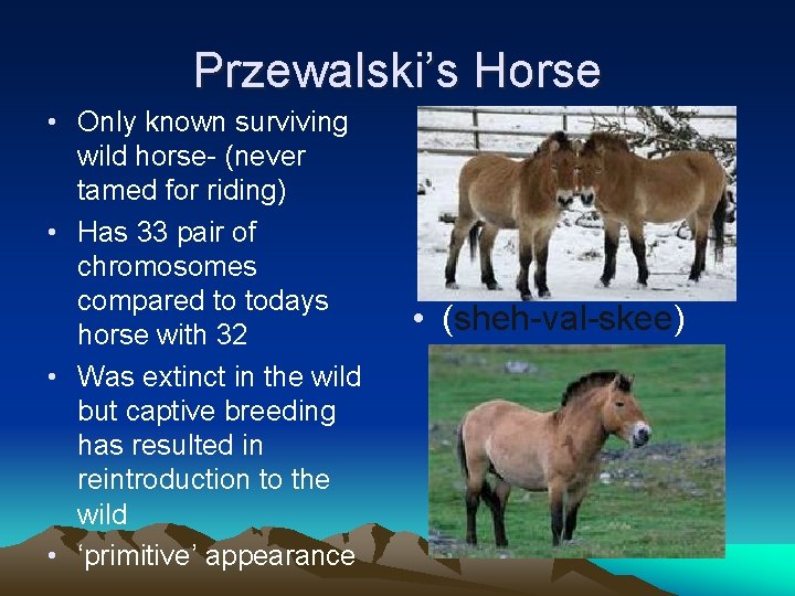 Przewalski’s Horse • Only known surviving wild horse- (never tamed for riding) • Has