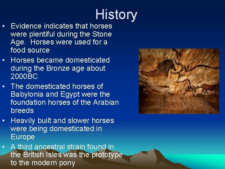 History • Evidence indicates that horses were plentiful during the Stone Age. Horses were