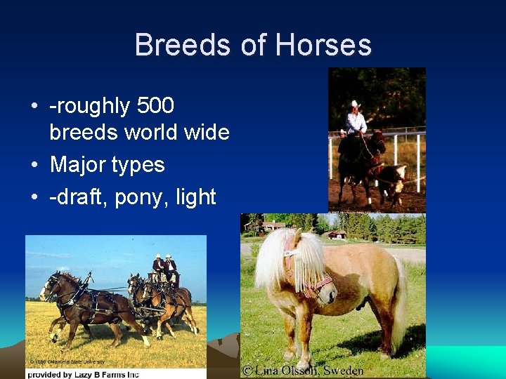 Breeds of Horses • -roughly 500 breeds world wide • Major types • -draft,