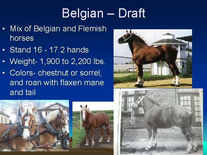 Belgian – Draft • Mix of Belgian and Flemish horses • Stand 16 -