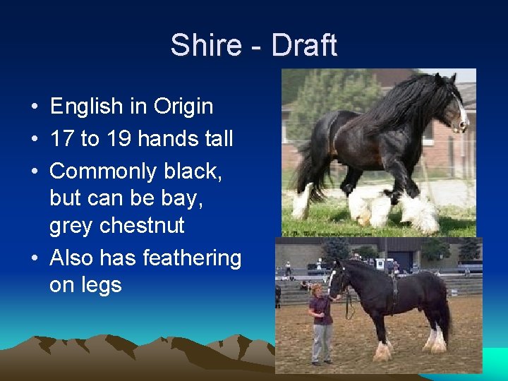 Shire - Draft • English in Origin • 17 to 19 hands tall •