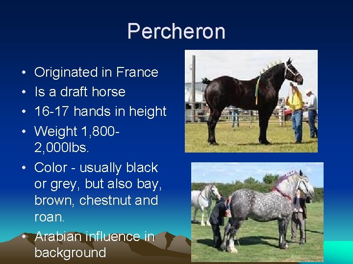 Percheron • • Originated in France Is a draft horse 16 -17 hands in