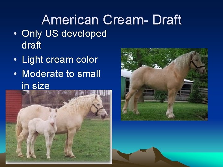 American Cream- Draft • Only US developed draft • Light cream color • Moderate