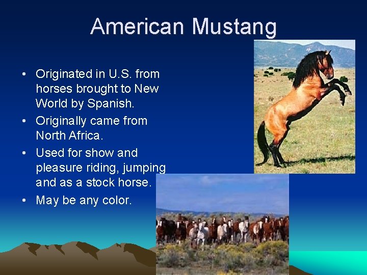 American Mustang • Originated in U. S. from horses brought to New World by