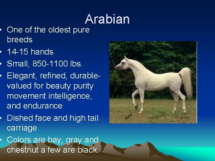 Arabian • One of the oldest pure breeds • 14 -15 hands • Small,