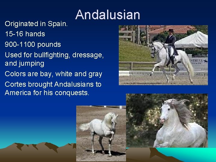 Andalusian Originated in Spain. 15 -16 hands 900 -1100 pounds Used for bullfighting, dressage,