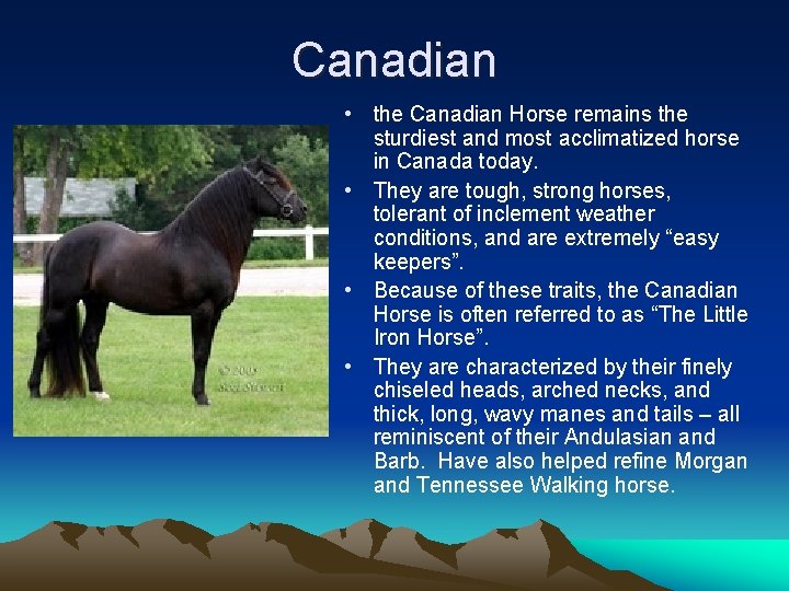 Canadian • the Canadian Horse remains the sturdiest and most acclimatized horse in Canada