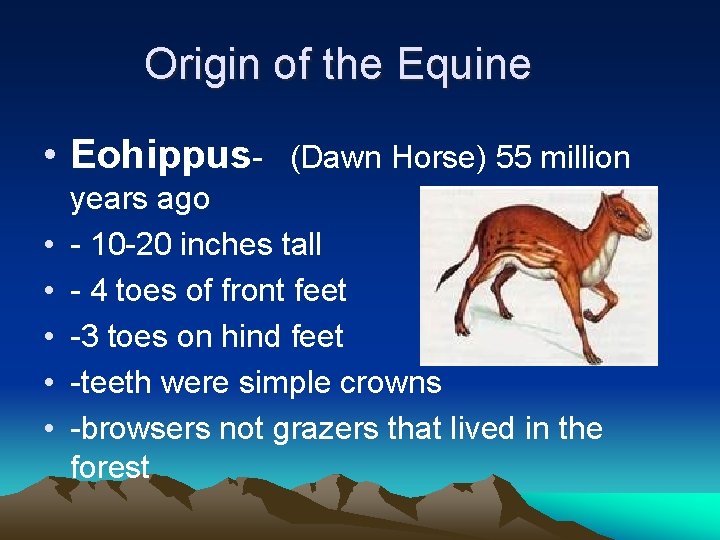 Origin of the Equine • Eohippus • • • (Dawn Horse) 55 million years