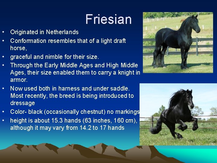 Friesian • Originated in Netherlands • Conformation resembles that of a light draft horse,