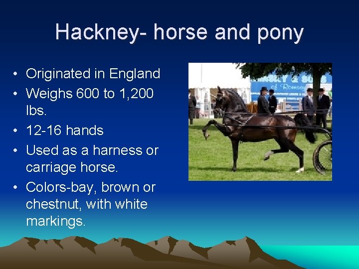 Hackney- horse and pony • Originated in England • Weighs 600 to 1, 200