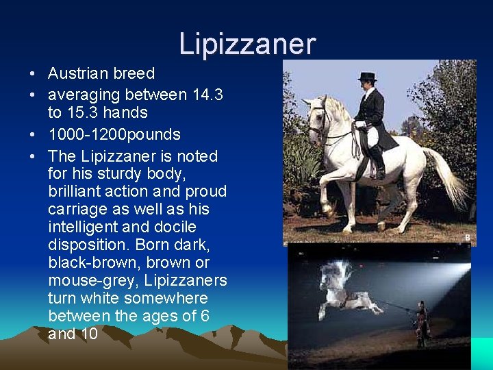 Lipizzaner • Austrian breed • averaging between 14. 3 to 15. 3 hands •
