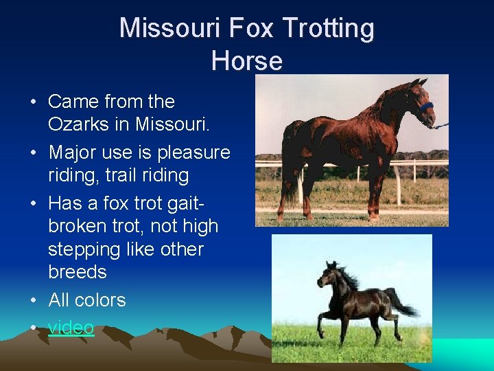 Missouri Fox Trotting Horse • Came from the Ozarks in Missouri. • Major use