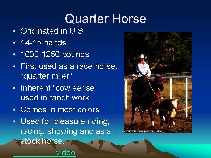  • • Quarter Horse Originated in U. S. 14 -15 hands 1000 -1250