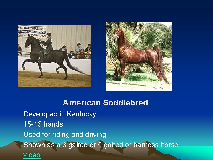 American Saddlebred Developed in Kentucky 15 -16 hands Used for riding and driving Shown