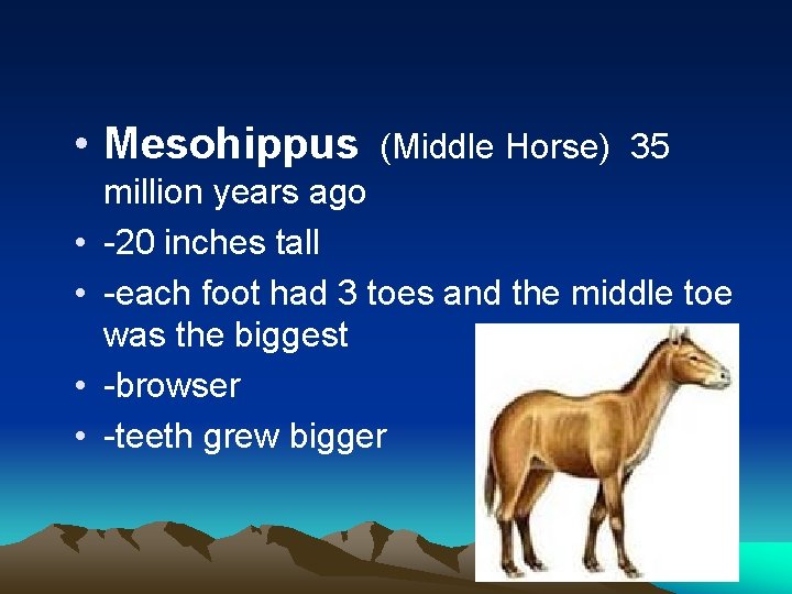  • Mesohippus • • (Middle Horse) 35 million years ago -20 inches tall
