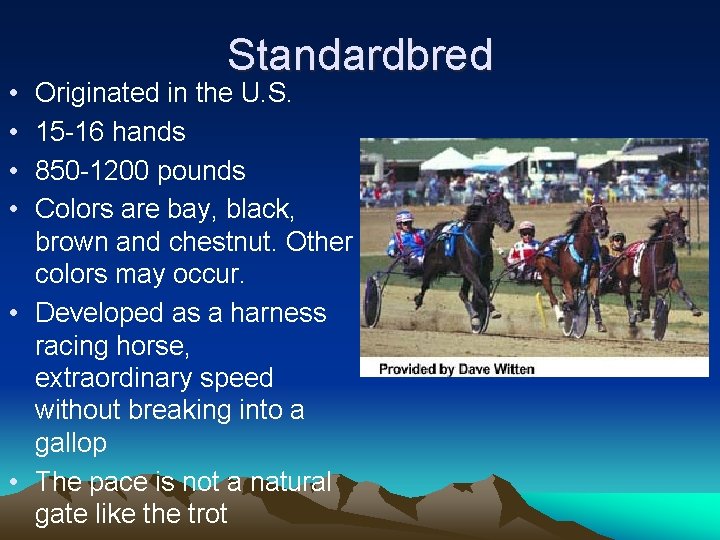  • • Standardbred Originated in the U. S. 15 -16 hands 850 -1200
