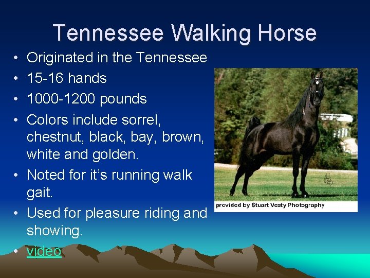 Tennessee Walking Horse • • Originated in the Tennessee 15 -16 hands 1000 -1200
