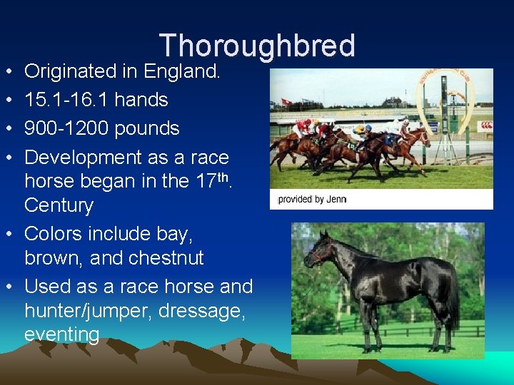  • • Thoroughbred Originated in England. 15. 1 -16. 1 hands 900 -1200