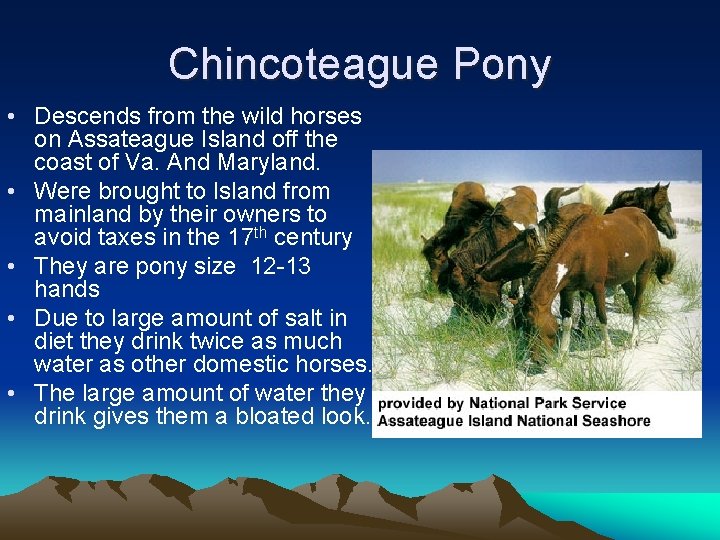 Chincoteague Pony • Descends from the wild horses on Assateague Island off the coast