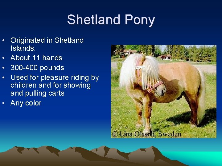 Shetland Pony • Originated in Shetland Islands. • About 11 hands • 300 -400