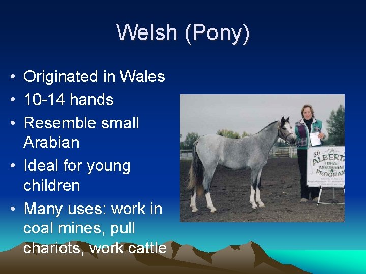 Welsh (Pony) • Originated in Wales • 10 -14 hands • Resemble small Arabian
