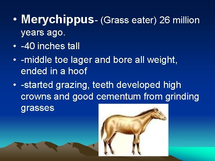  • Merychippus- (Grass eater) 26 million years ago. • -40 inches tall •