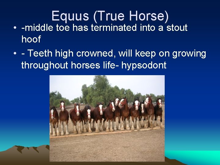 Equus (True Horse) • -middle toe has terminated into a stout hoof • -