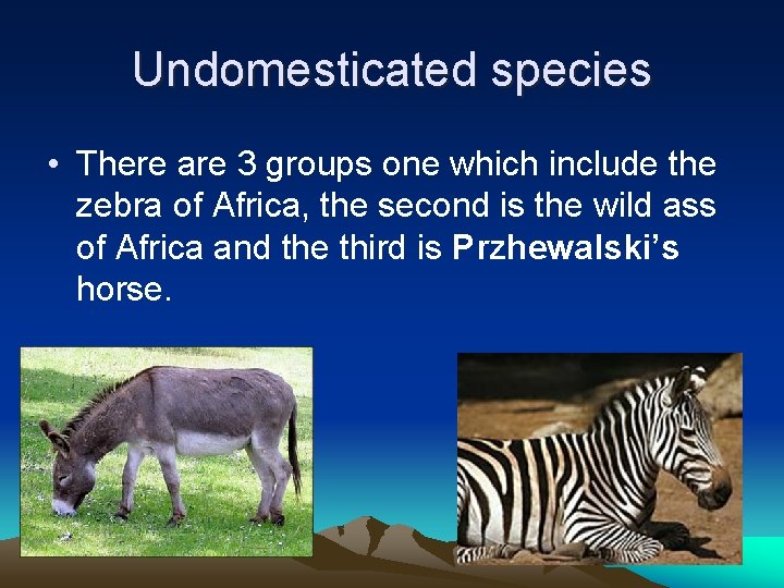 Undomesticated species • There are 3 groups one which include the zebra of Africa,