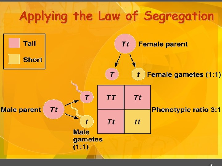 Applying the Law of Segregation 46 