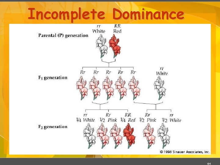 Incomplete Dominance 64 