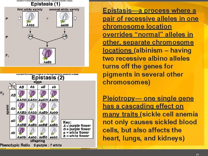 Epistasis—a process where a pair of recessive alleles in one chromosome location overrides “normal”