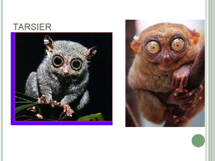 TARSIER 