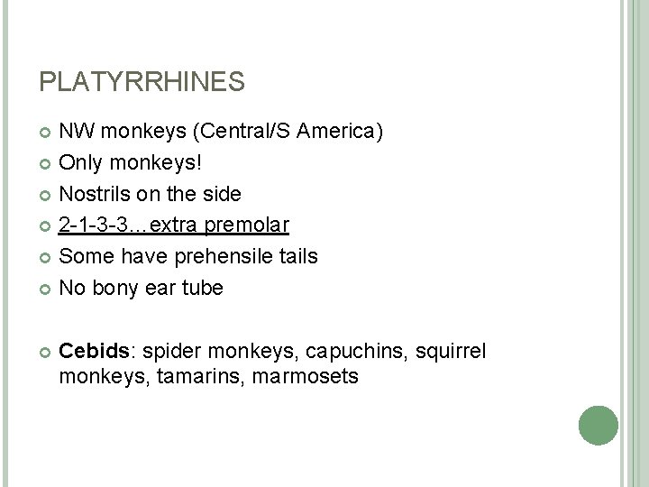 PLATYRRHINES NW monkeys (Central/S America) Only monkeys! Nostrils on the side 2 -1 -3