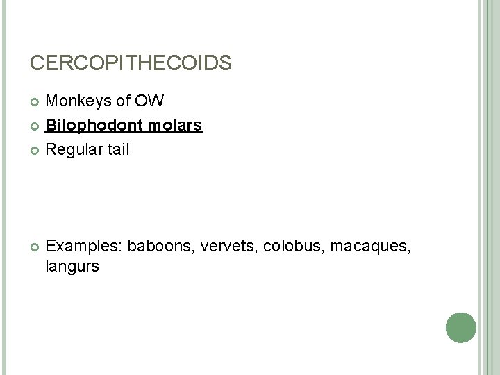 CERCOPITHECOIDS Monkeys of OW Bilophodont molars Regular tail Examples: baboons, vervets, colobus, macaques, langurs