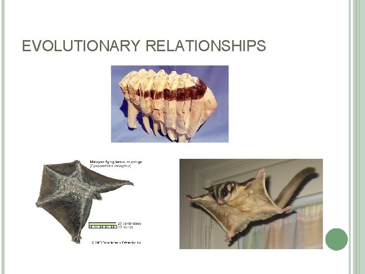 EVOLUTIONARY RELATIONSHIPS 