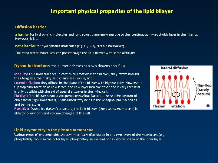 Important physical properties of the lipid bilayer Diffusion barrier a barrier for hydrophilic molecules