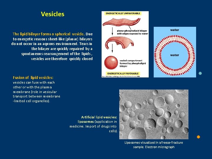 Vesicles The lipid bilayer forms a spherical vesicle. Due to energetic reasons sheet-like (planar)